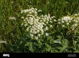 Attēlu rezultāti vaicājumam “Heracleum sosnowskyi flower”