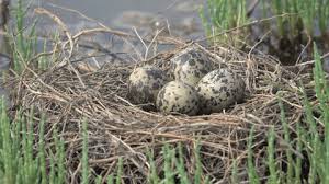 Attēlu rezultāti vaicājumam “Chlidonias niger eggs”