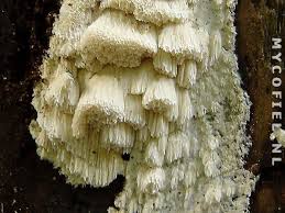 Attēlu rezultāti vaicājumam “Antrodia mellita”