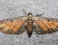 Attēlu rezultāti vaicājumam “Eupithecia icterata female”