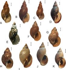 Attēlu rezultāti vaicājumam “Lymnaeidae”