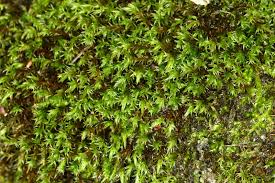 Attēlu rezultāti vaicājumam “Schistidium apocarpum”