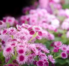 Image result for Ageratum mexicanum