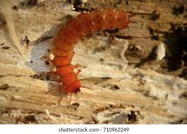 Attēlu rezultāti vaicājumam “Cucujus cinnaberinus larva”