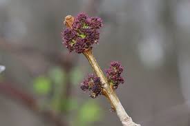 Attēlu rezultāti vaicājumam “Fraxinus pennsylvanica male flower”