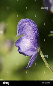 Attēlu rezultāti vaicājumam “Aconitum napellus bud”