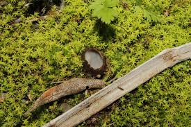 Attēlu rezultāti vaicājumam “Geopora arenicola”