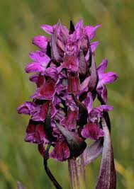 Attēlu rezultāti vaicājumam “Dactylorhiza cruenta”