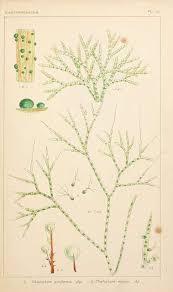 Attēlu rezultāti vaicājumam “Chaetophora pisiformis”