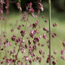 Attēlu rezultāti vaicājumam “Briza media bud”