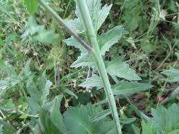 Attēlu rezultāti vaicājumam “Sisymbrium volgense leaf”