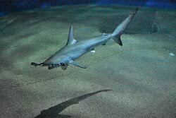 Image result for Sphyrna zygaena