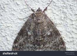 Attēlu rezultāti vaicājumam “Catocala fraxini”