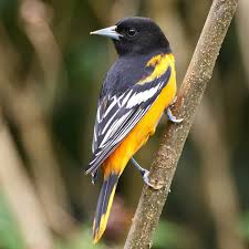 Image result for Icterus galbula