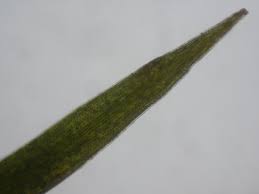 Attēlu rezultāti vaicājumam “Potamogeton trichoides”