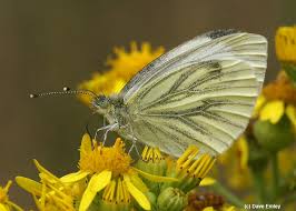 Attēlu rezultāti vaicājumam “Pieris napi underside”