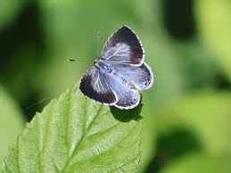 Attēlu rezultāti vaicājumam “Celastrina argiolus female”