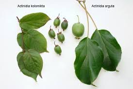 Attēlu rezultāti vaicājumam “Actinidia kolomikta fruit”