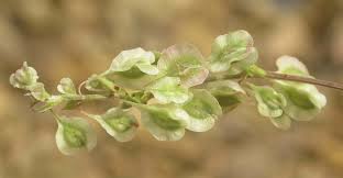 Attēlu rezultāti vaicājumam “Fallopia dumetorum fruit”