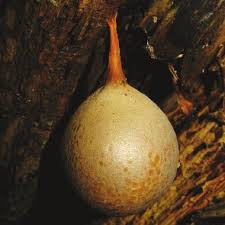 Attēlu rezultāti vaicājumam “Lycogala maculatum young”