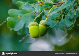 Attēlu rezultāti vaicājumam “Quercus robur fruit”