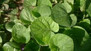 Attēlu rezultāti vaicājumam “Viola reichenbachiana leaf”