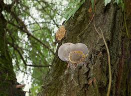 Attēlu rezultāti vaicājumam “Phellinus igniarius”