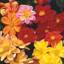 Image result for Dahlia hybrid.