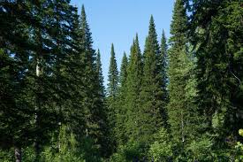 Attēlu rezultāti vaicājumam “Abies sibirica”