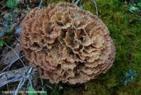 Image result for Podoscypha multizonata