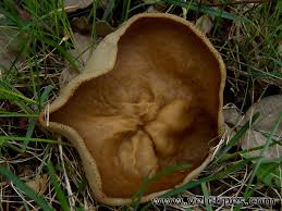 Attēlu rezultāti vaicājumam “Disciotis venosa”