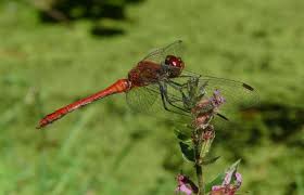 Attēlu rezultāti vaicājumam “Sympetrum sanguineum”