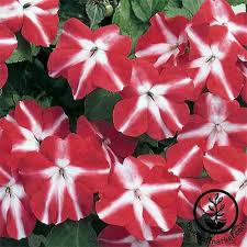 Image result for Impatiens walleriana