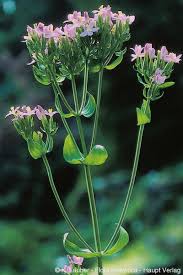 Attēlu rezultāti vaicājumam “Centaurium erythraea leaf”