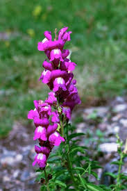 Image result for Antirrhinum majus