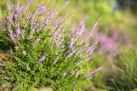 Attēlu rezultāti vaicājumam “Calluna vulgaris flower”