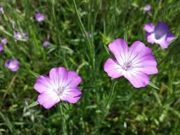 Image result for Agrostemma githago