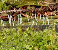 Attēlu rezultāti vaicājumam “Multiclavula mucida”