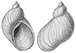 Attēlu rezultāti vaicājumam “Succinea”