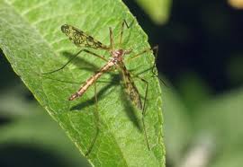 Attēlu rezultāti vaicājumam “Epiphragma ocellare”