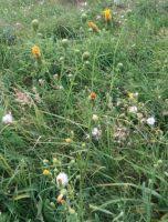 Attēlu rezultāti vaicājumam “Sonchus arvensis subsp. uliginosus fruit”
