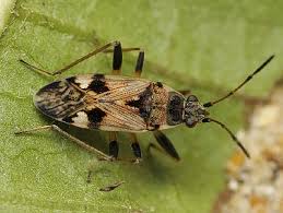 Attēlu rezultāti vaicājumam “Lygaeidae”