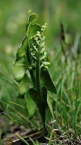 Attēlu rezultāti vaicājumam “Botrychium lunaria”