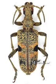 Attēlu rezultāti vaicājumam “Rhagium mordax”