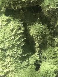 Attēlu rezultāti vaicājumam “Pseudotaxiphyllum elegans”