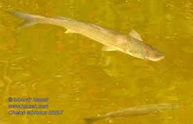 Image result for Chelon labrosus