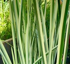 Attēlu rezultāti vaicājumam “Acoraceae”