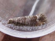 Attēlu rezultāti vaicājumam “Retinia resinella pupa”