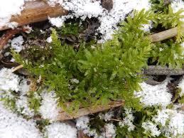 Attēlu rezultāti vaicājumam “Plagiomnium undulatum”