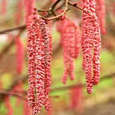 Attēlu rezultāti vaicājumam “Corylus avellana male flower”